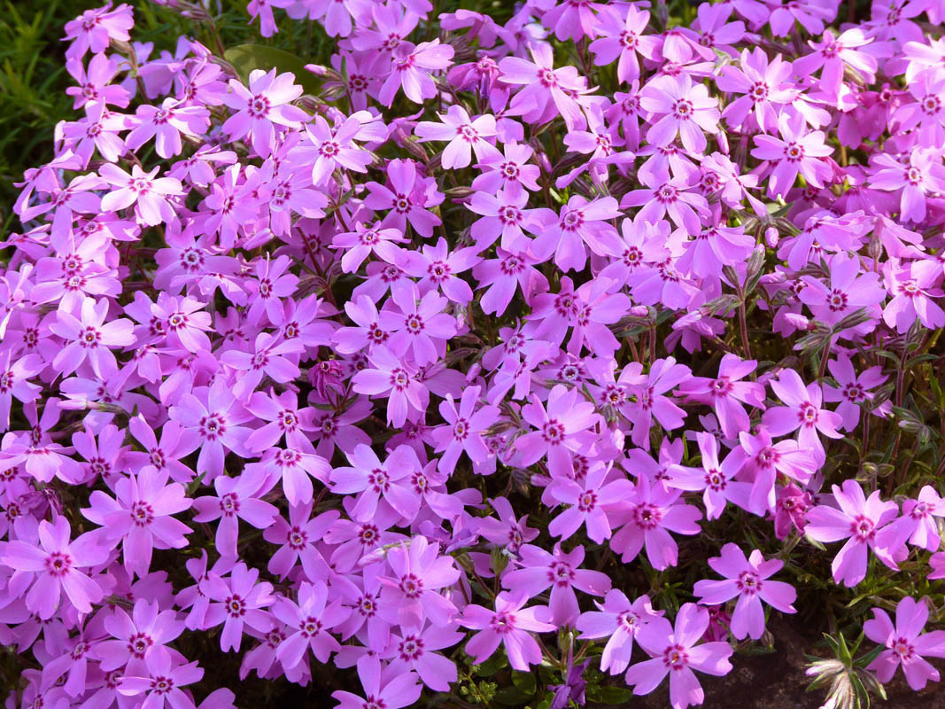 Phlox subulata 'Daisy Hill' photo